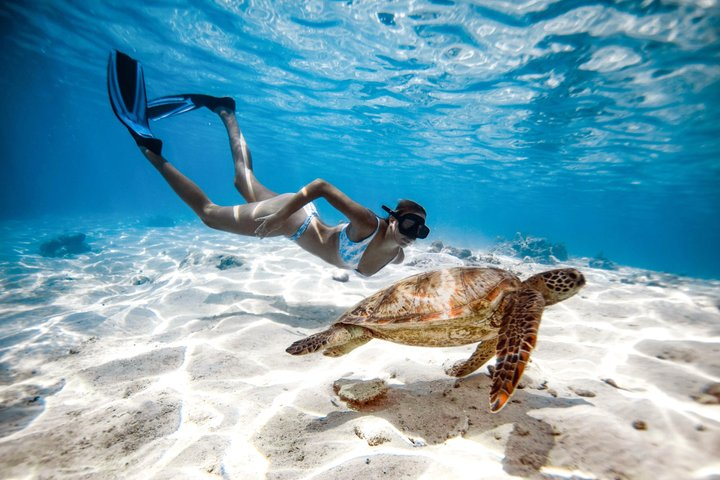 Private Turtle and Ray Tour Rarotonga - Photo 1 of 13